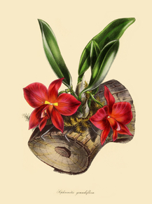 Sophronitis Grandiflora