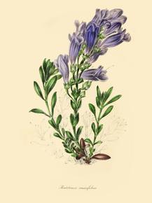 Pentstemon Crassifolius