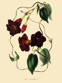 Echites Atropurpurea