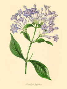 Rondeletia Longiflora