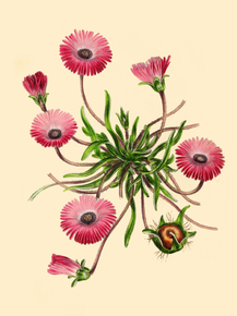 Mesembryanthemum Tricolor