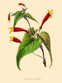 Siphocampylus Betulaefolia