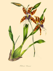 Miltonia Clowesii Miltonia Clowesii