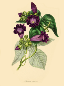 Pharbitis Ostrina