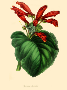 Gesnera Lateritia
