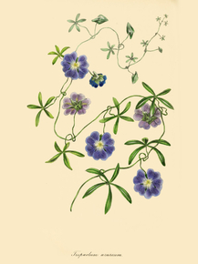 Tropaeolum Azureum