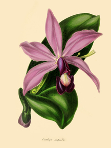 Cattleya Superba