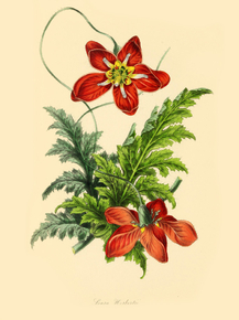 Loasa Herbertii