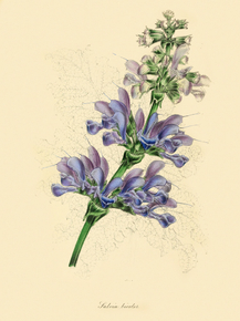 Salvia Bicolor
