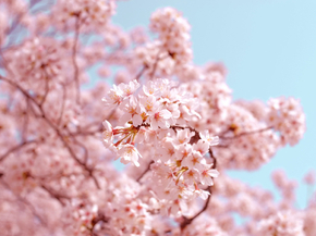 Sakura | Сакура