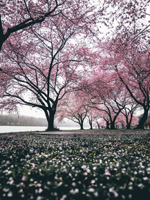 Sakura | Сакура