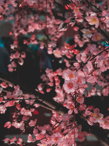 Sakura | Сакура