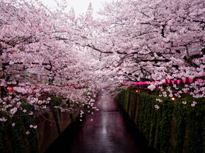 Sakura | Сакура