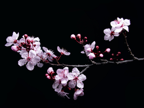 Sakura | Сакура