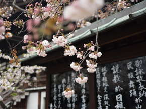 Japan | Япония