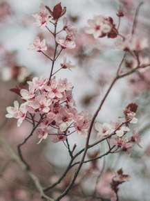 Sakura | Сакура