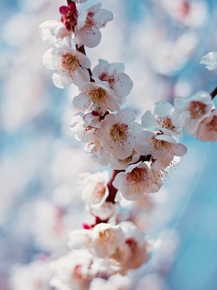 Sakura | Сакура