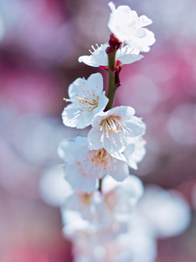 Sakura | Сакура