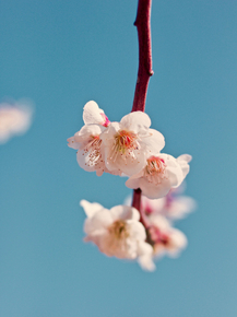 Sakura | Сакура