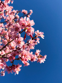 Sakura | Сакура