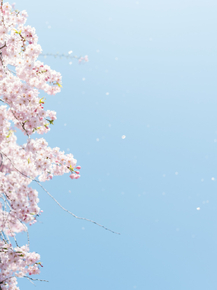 Sakura | Сакура