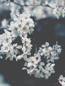 Sakura | Сакура