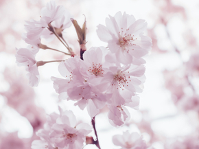 Sakura | Сакура Sakura | Сакура