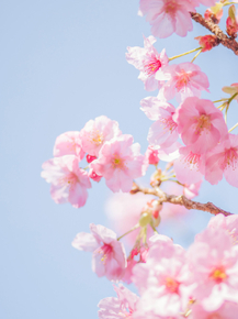 Sakura | Сакура