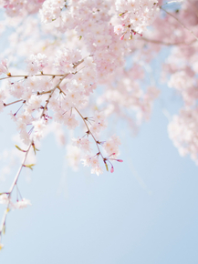 Sakura | Сакура