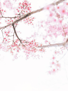 Sakura | Сакура