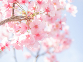 Sakura | Сакура