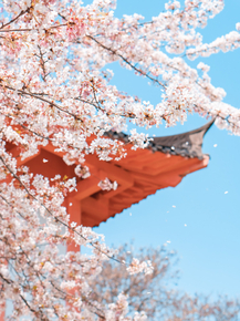 Sakura | Сакура Sakura | Сакура