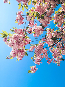 Sakura | Сакура