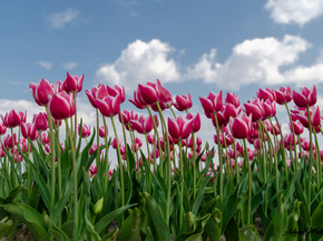 Tulips | Тюльпаны