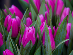 Tulips | Тюльпаны