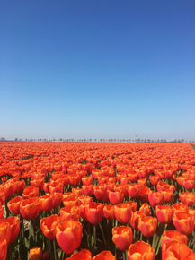 Tulips | Тюльпаны