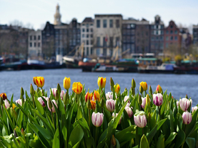 Tulips | Тюльпаны