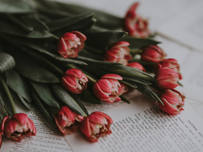 Tulips | Тюльпаны