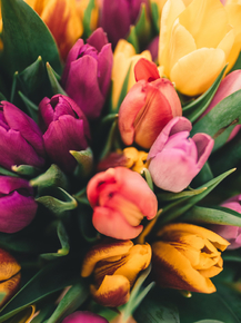 Tulips | Тюльпаны