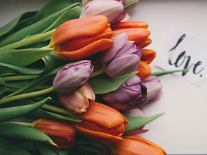 Tulips | Тюльпаны
