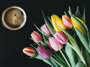 Tulips | Тюльпаны