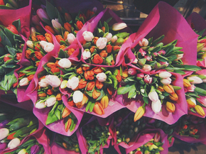 Tulips | Тюльпаны
