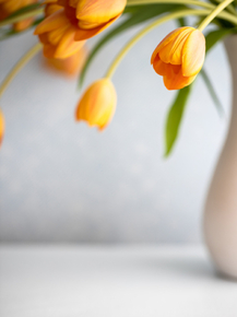 Tulips | Тюльпаны
