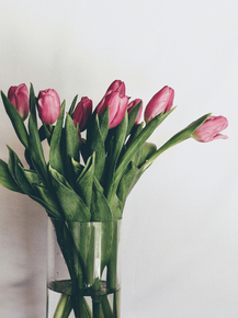 Tulips | Тюльпаны