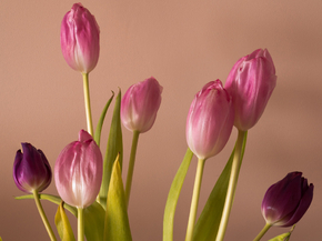 Tulips | Тюльпаны
