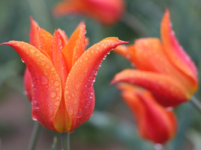 Tulips | Тюльпаны