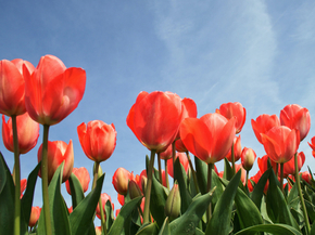 Tulips | Тюльпаны