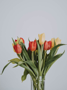 Tulips | Тюльпаны