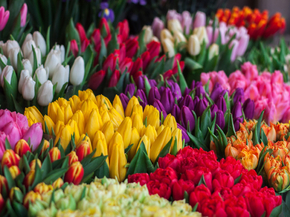 Tulips | Тюльпаны