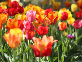 Tulips | Тюльпаны